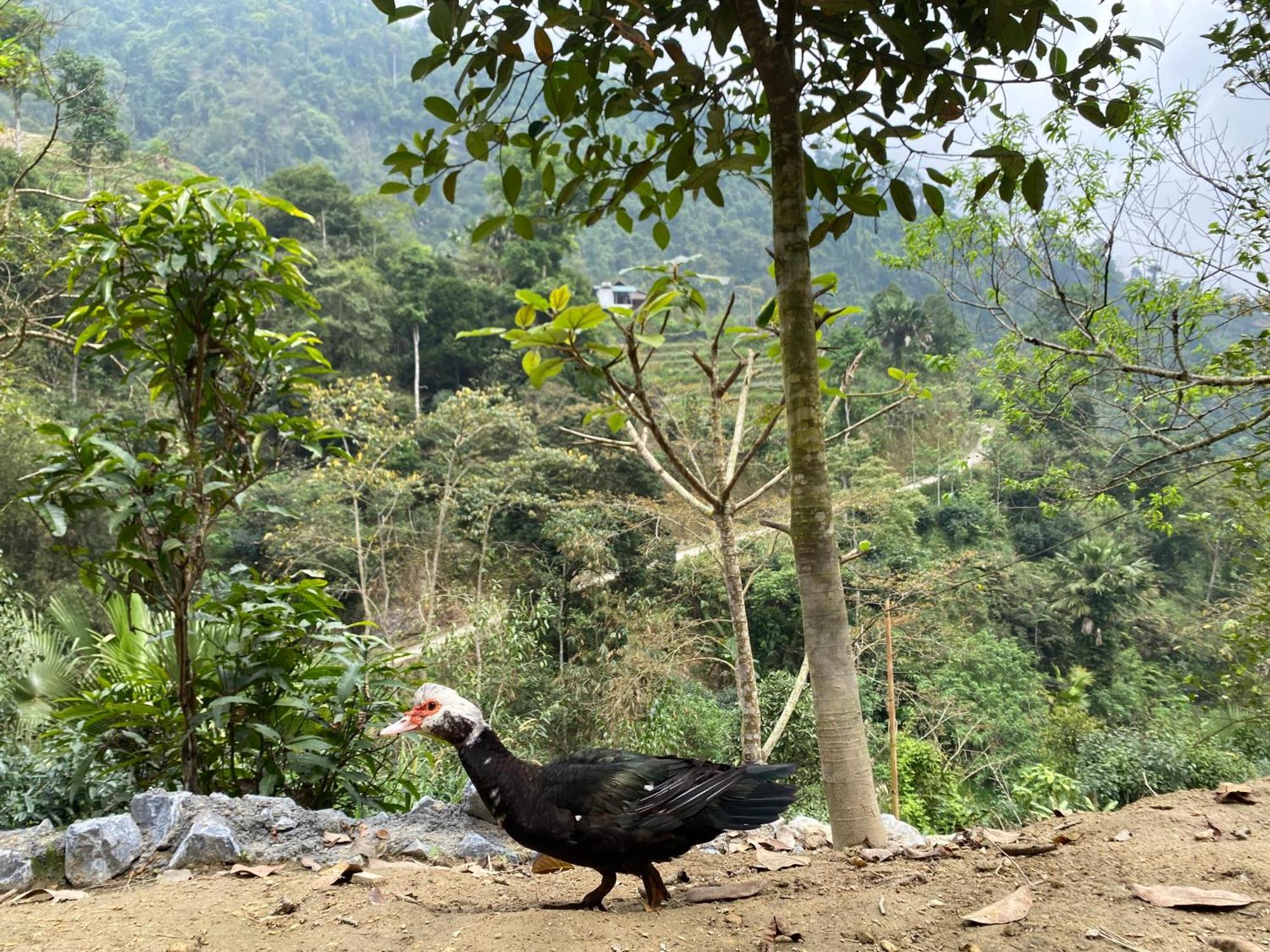 Bikki'S Jungle Homestay Хазянг Екстер'єр фото